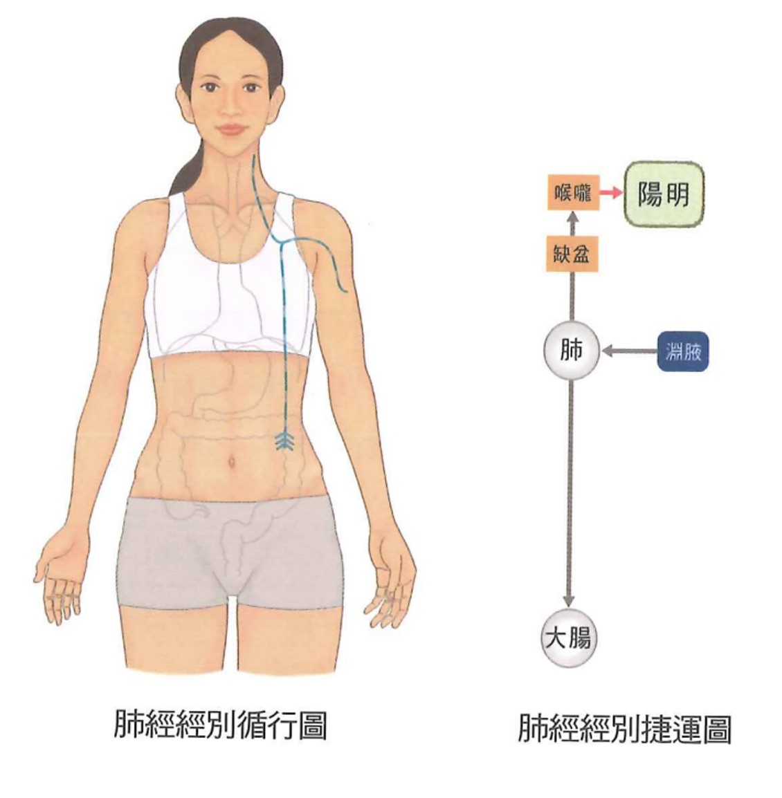 肺经示意图 2