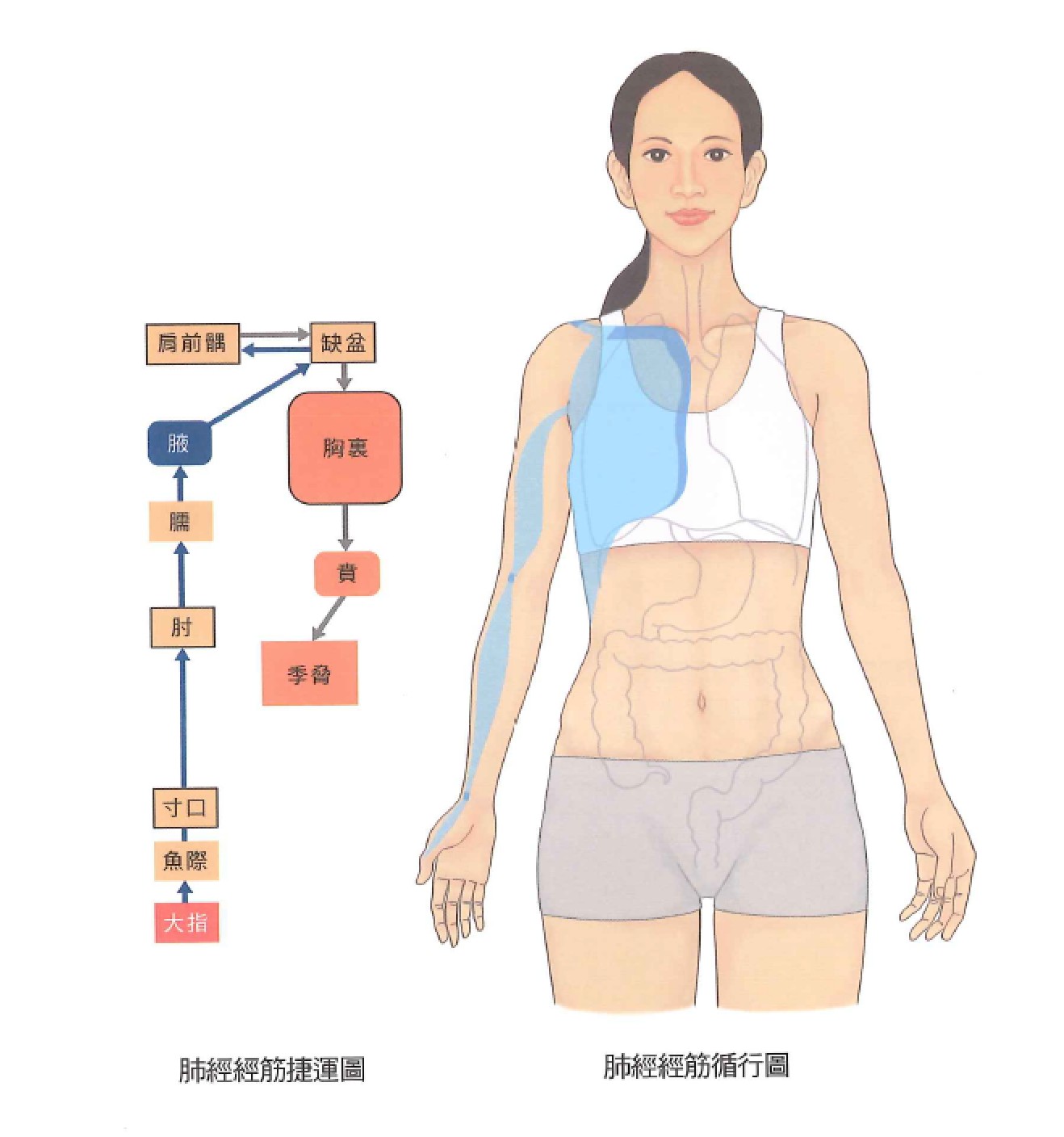 肺经示意图 4
