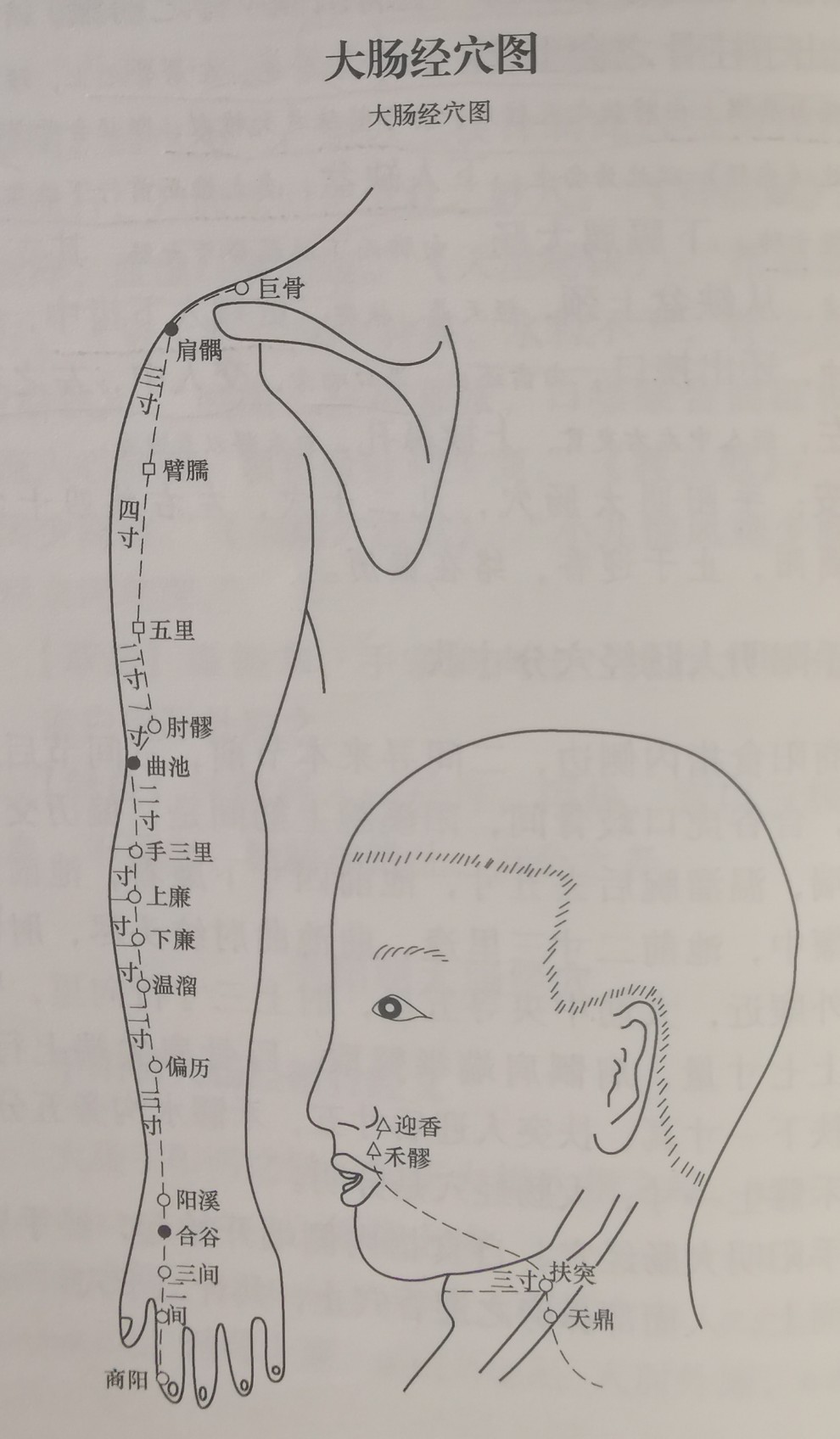 大肠经示意图 1