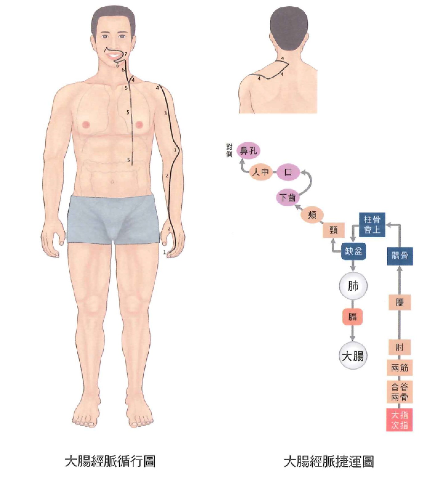 大肠经示意图 2