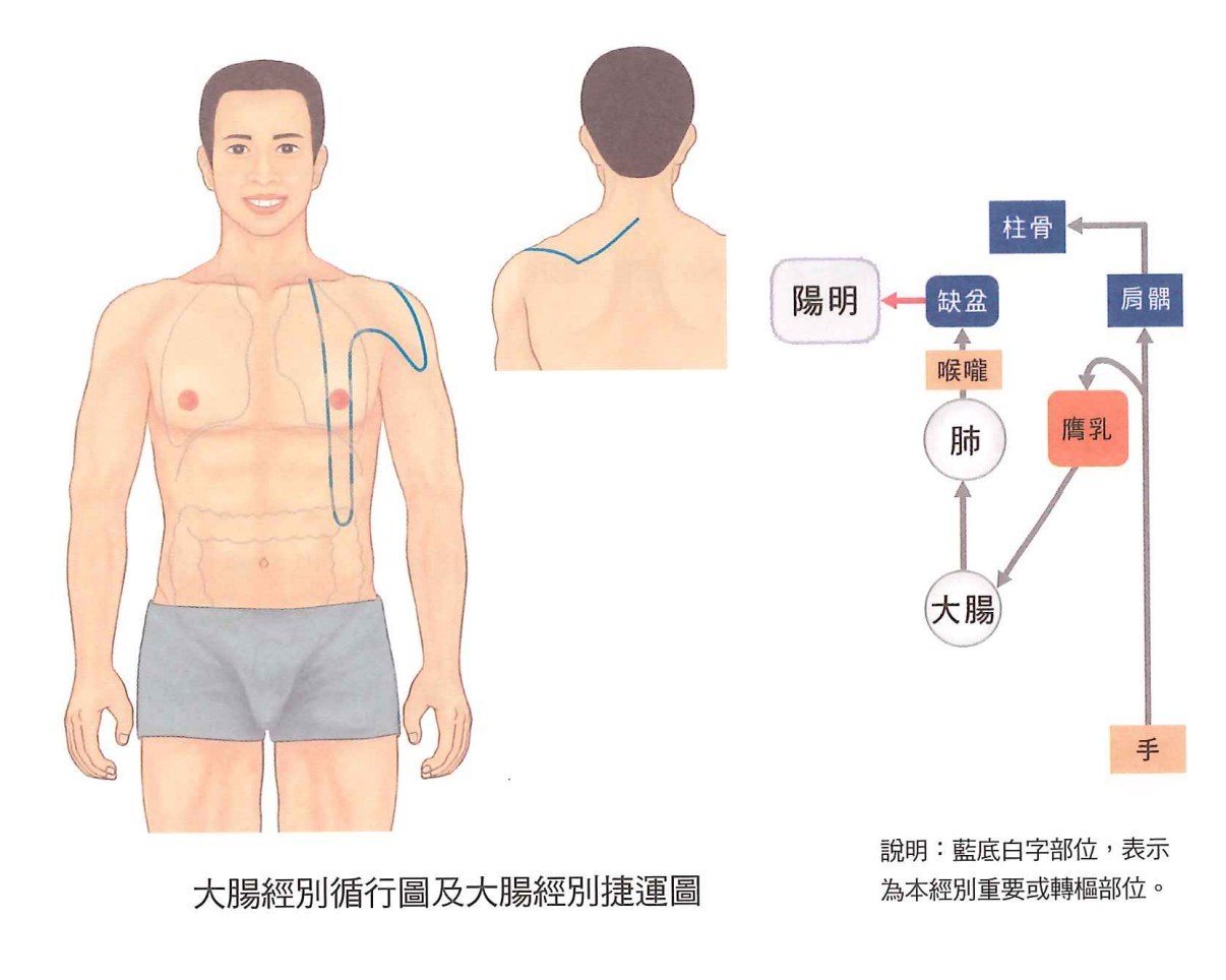 大肠经示意图 3