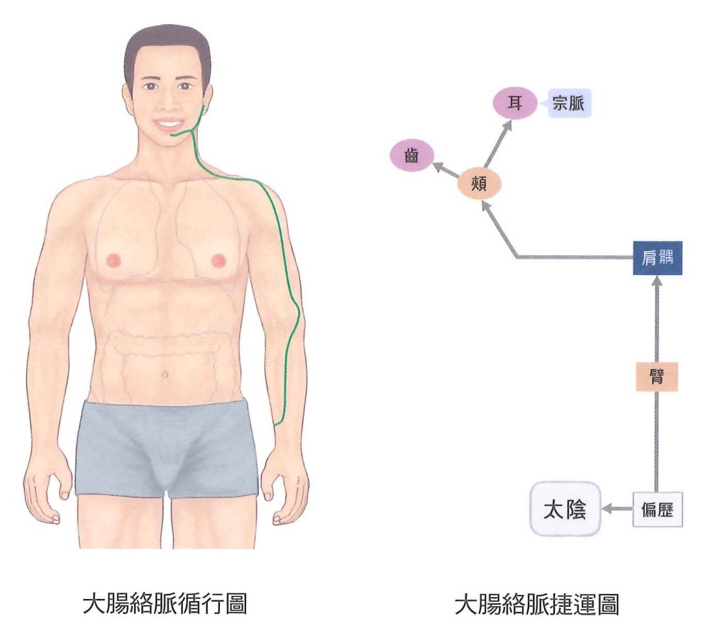 大肠经示意图 4
