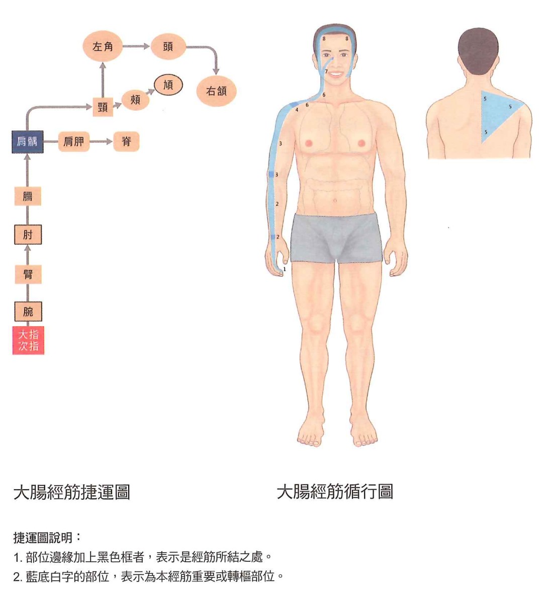 大肠经示意图 5