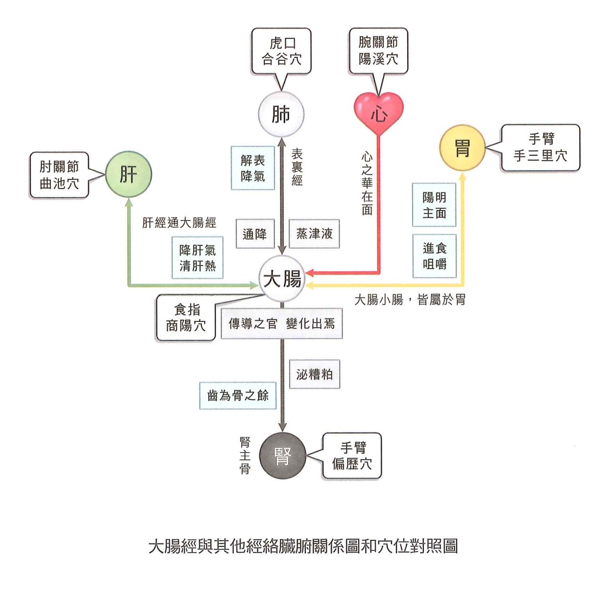 大肠经示意图 6