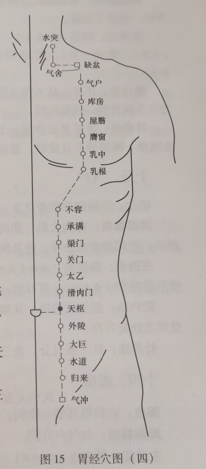 足阳明胃经示意图 1