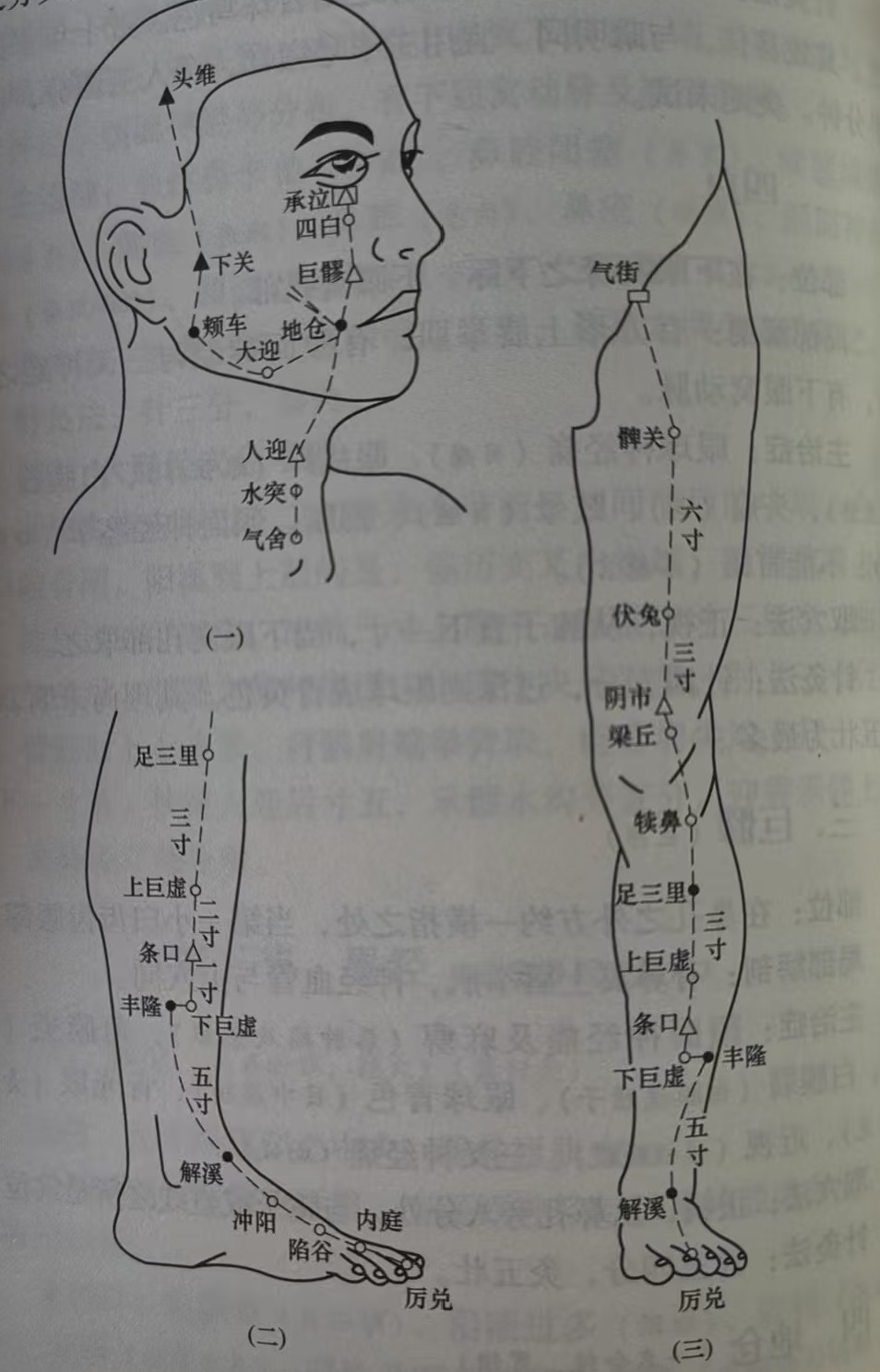 足阳明胃经示意图 1