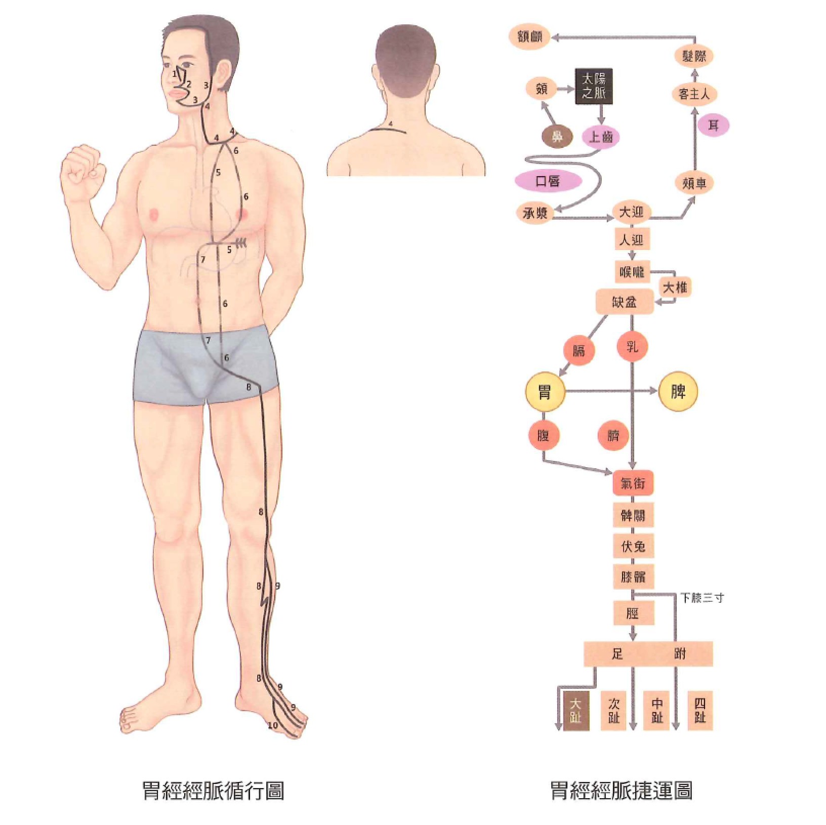 足阳明胃经示意图 1