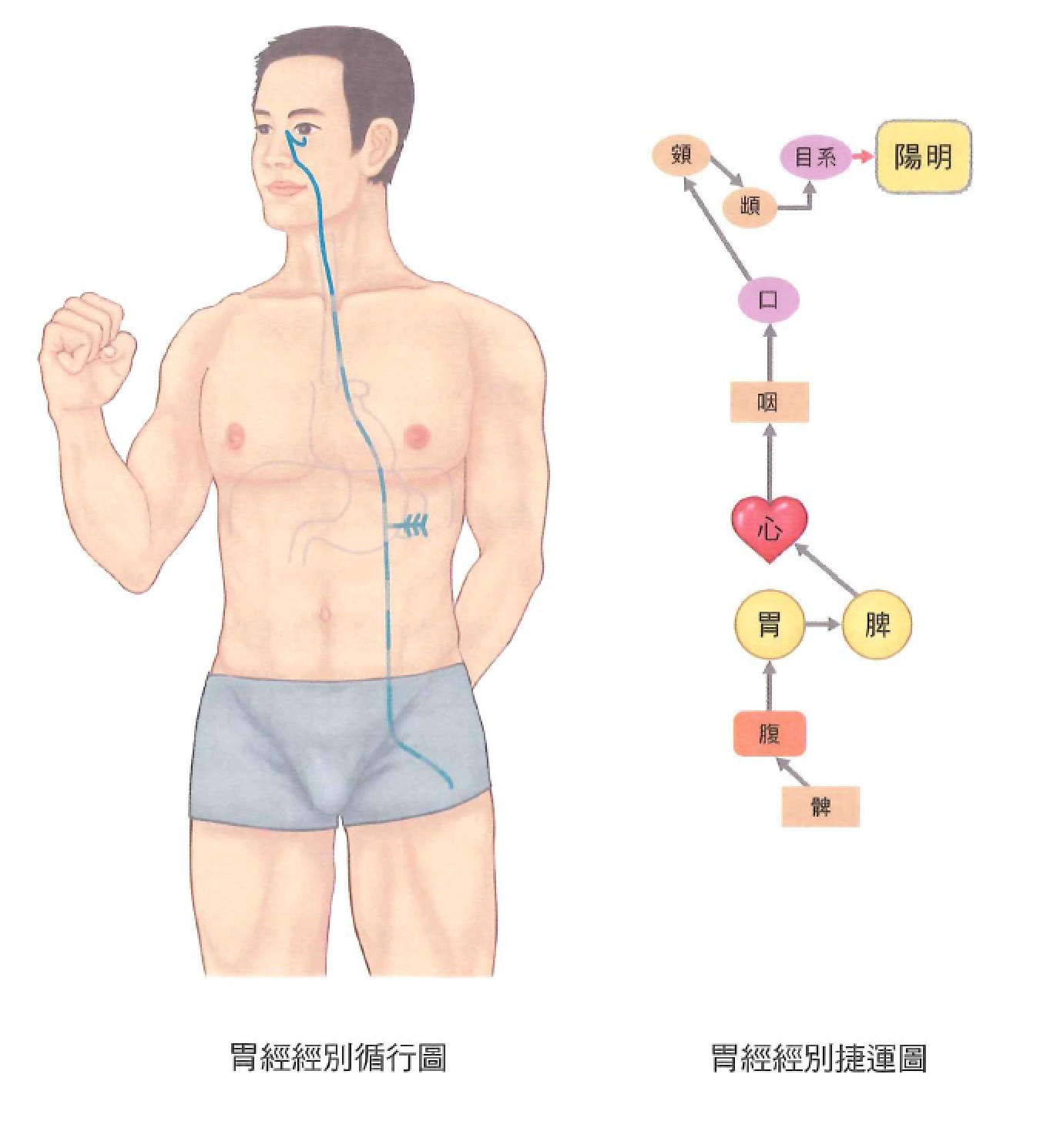 足阳明胃经示意图 2