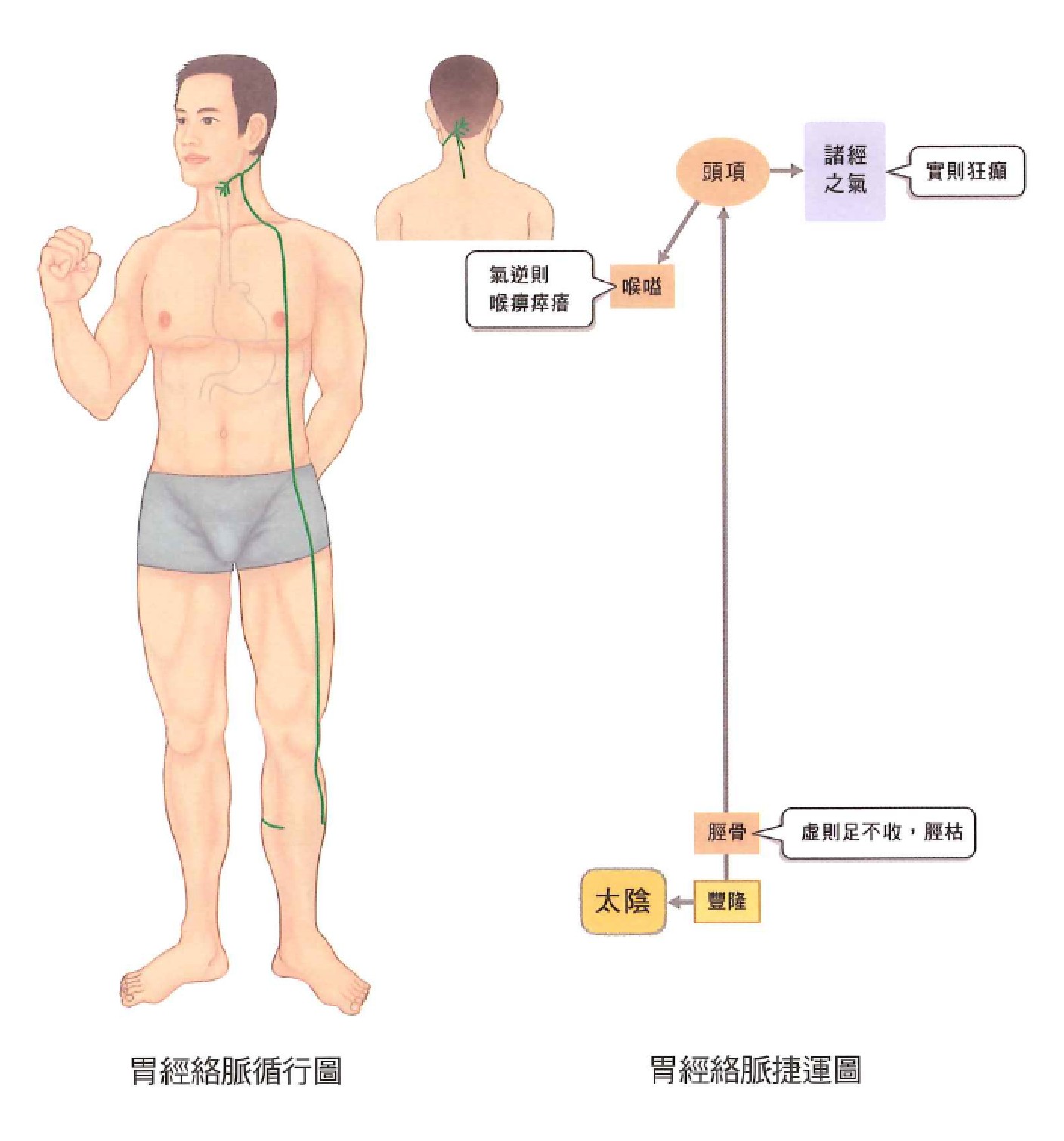 足阳明胃经示意图 3