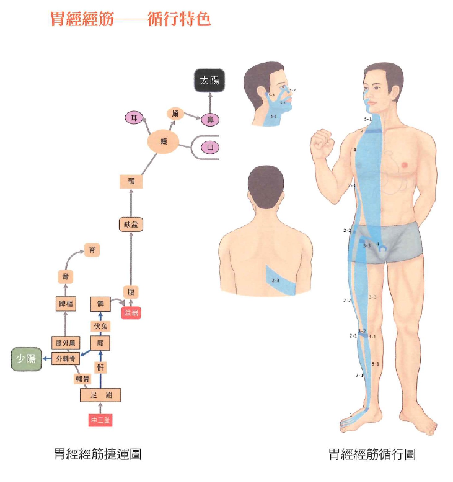 足阳明胃经示意图 4