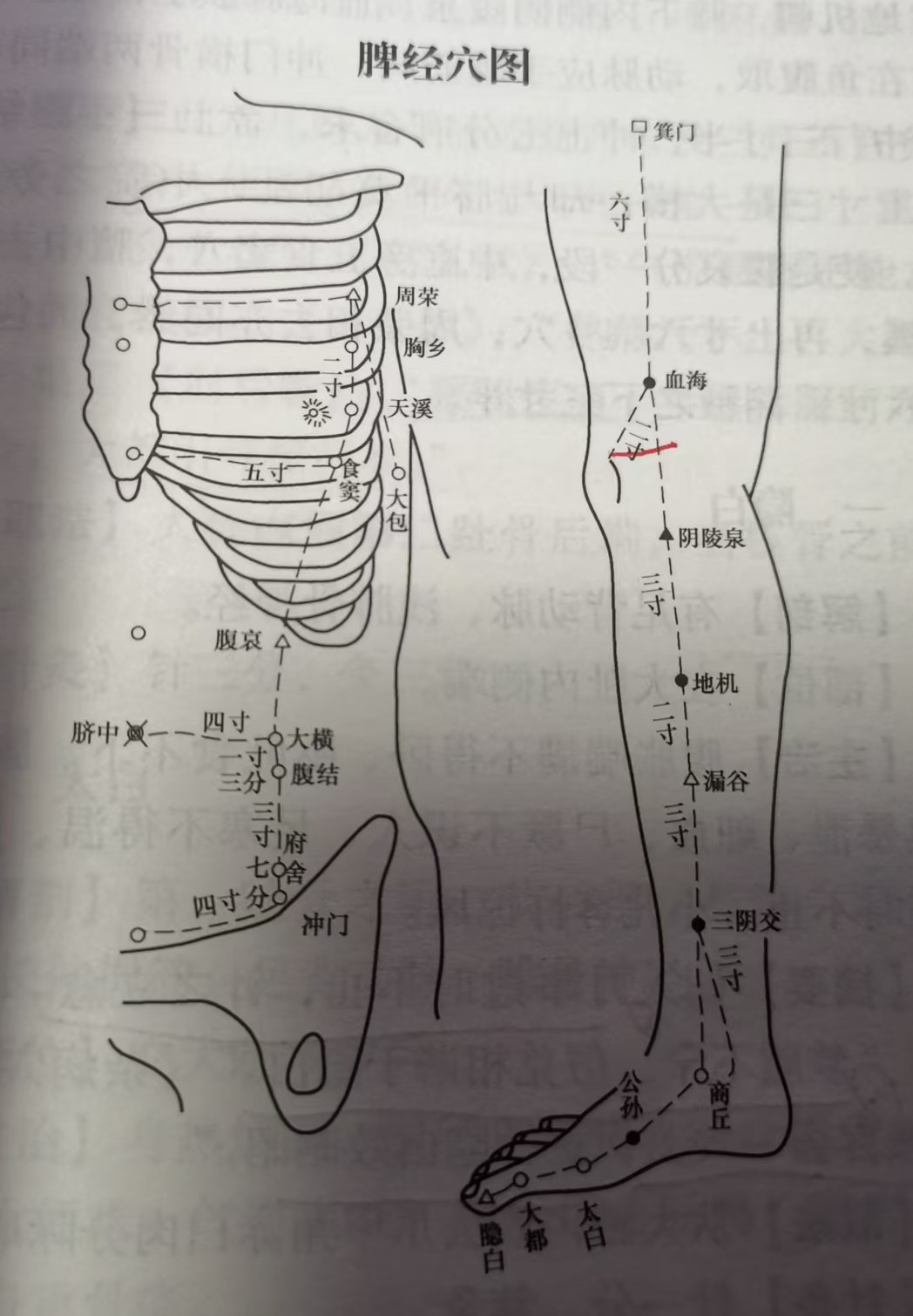 足太阴脾经示意图 1