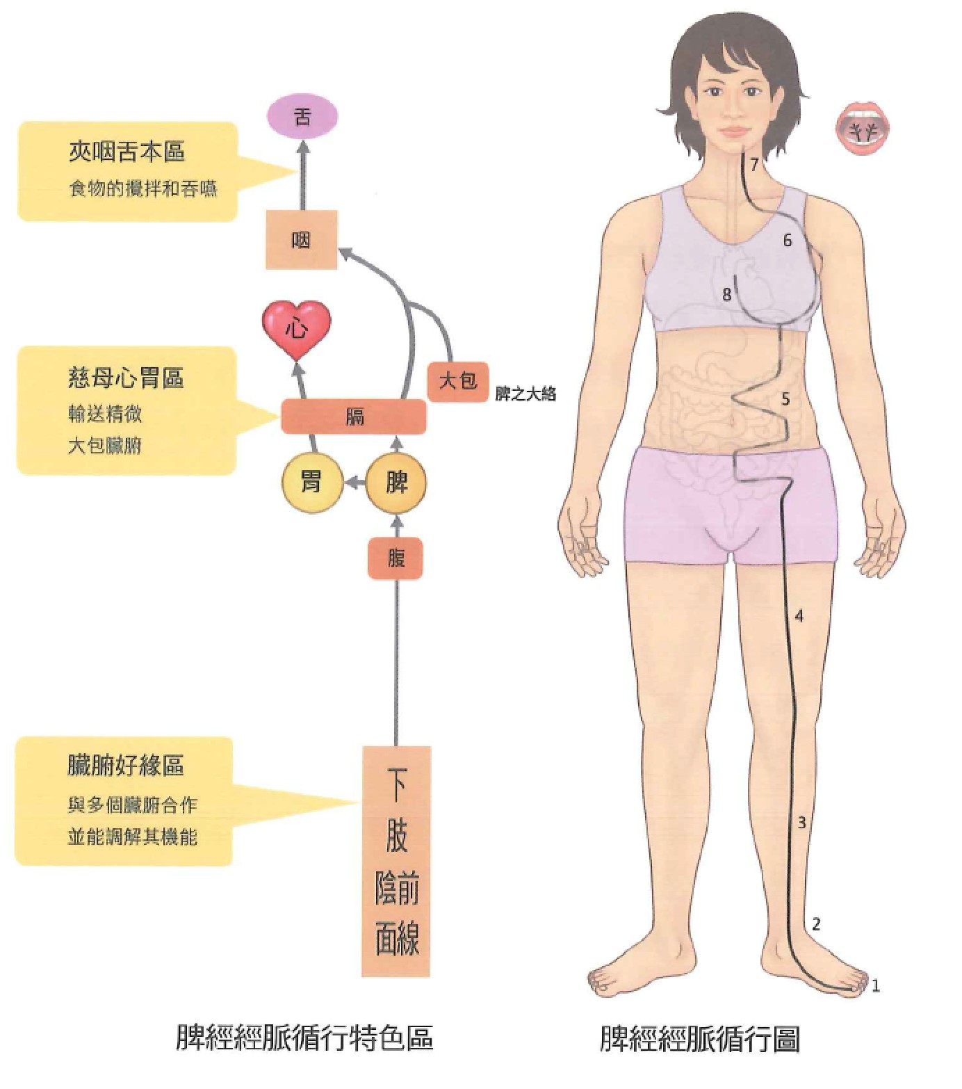 足太阴脾经示意图 1