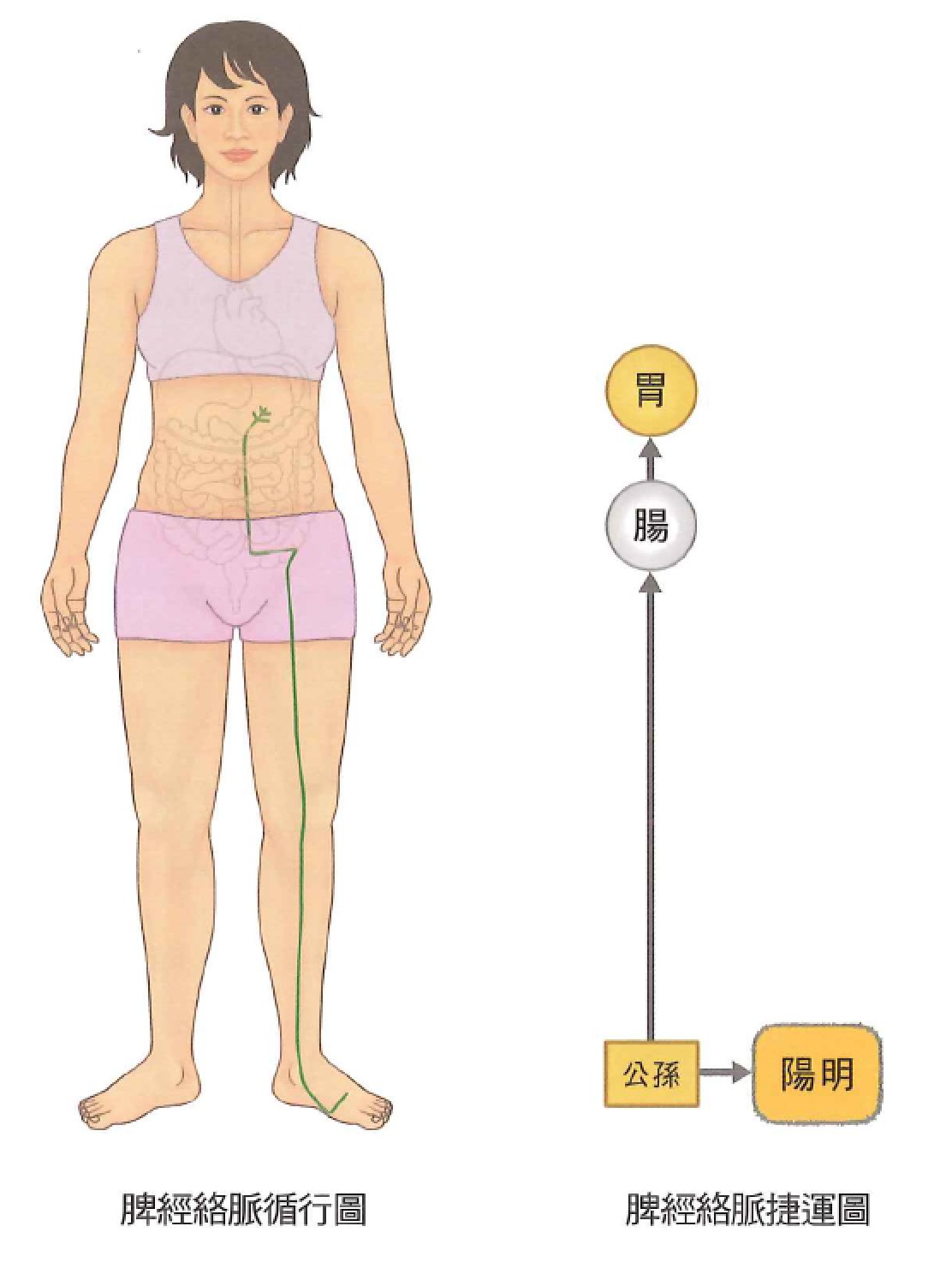 足太阴脾经示意图 2