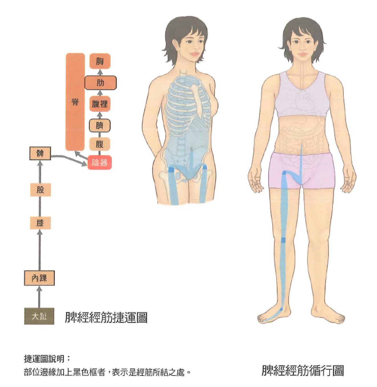 足太阴脾经示意图 3