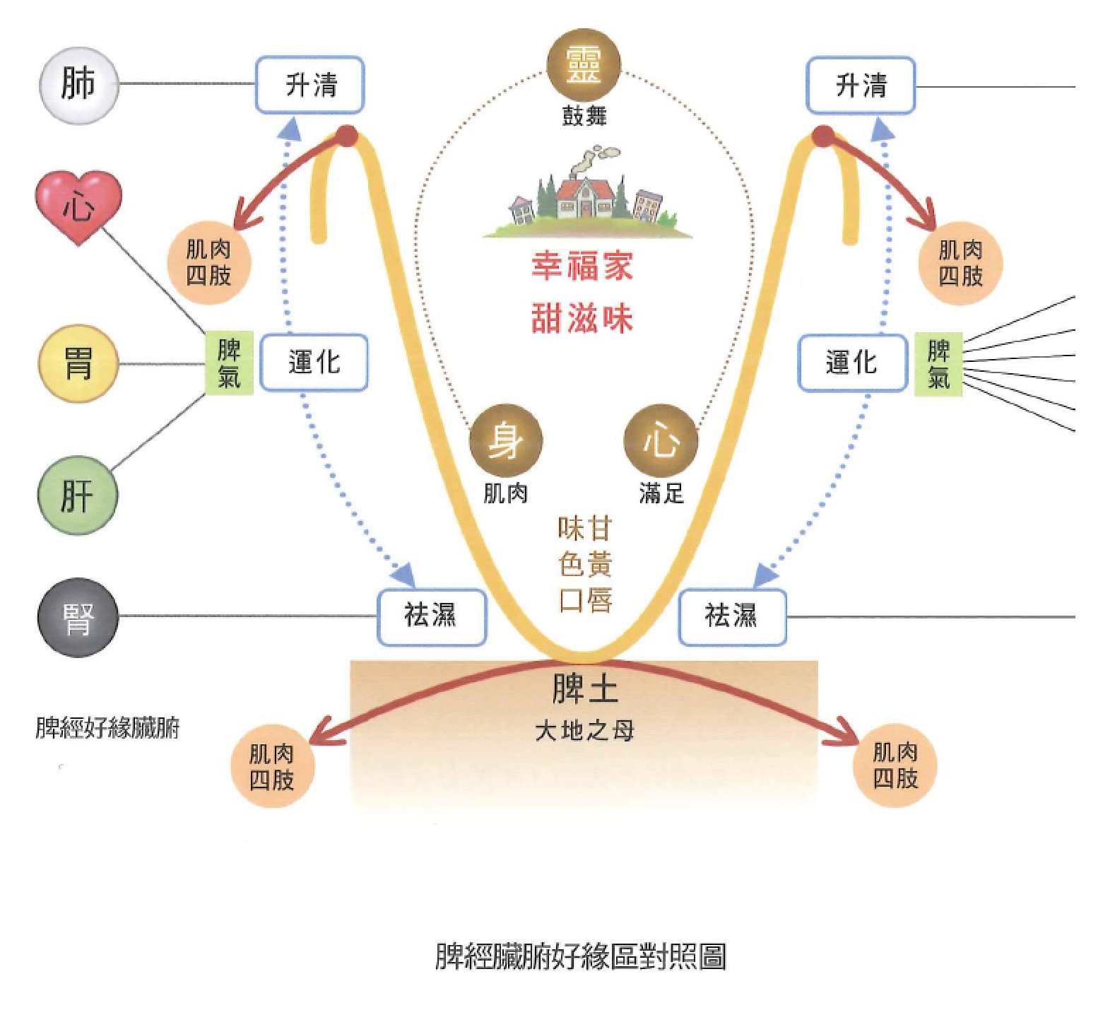 足太阴脾经示意图 4