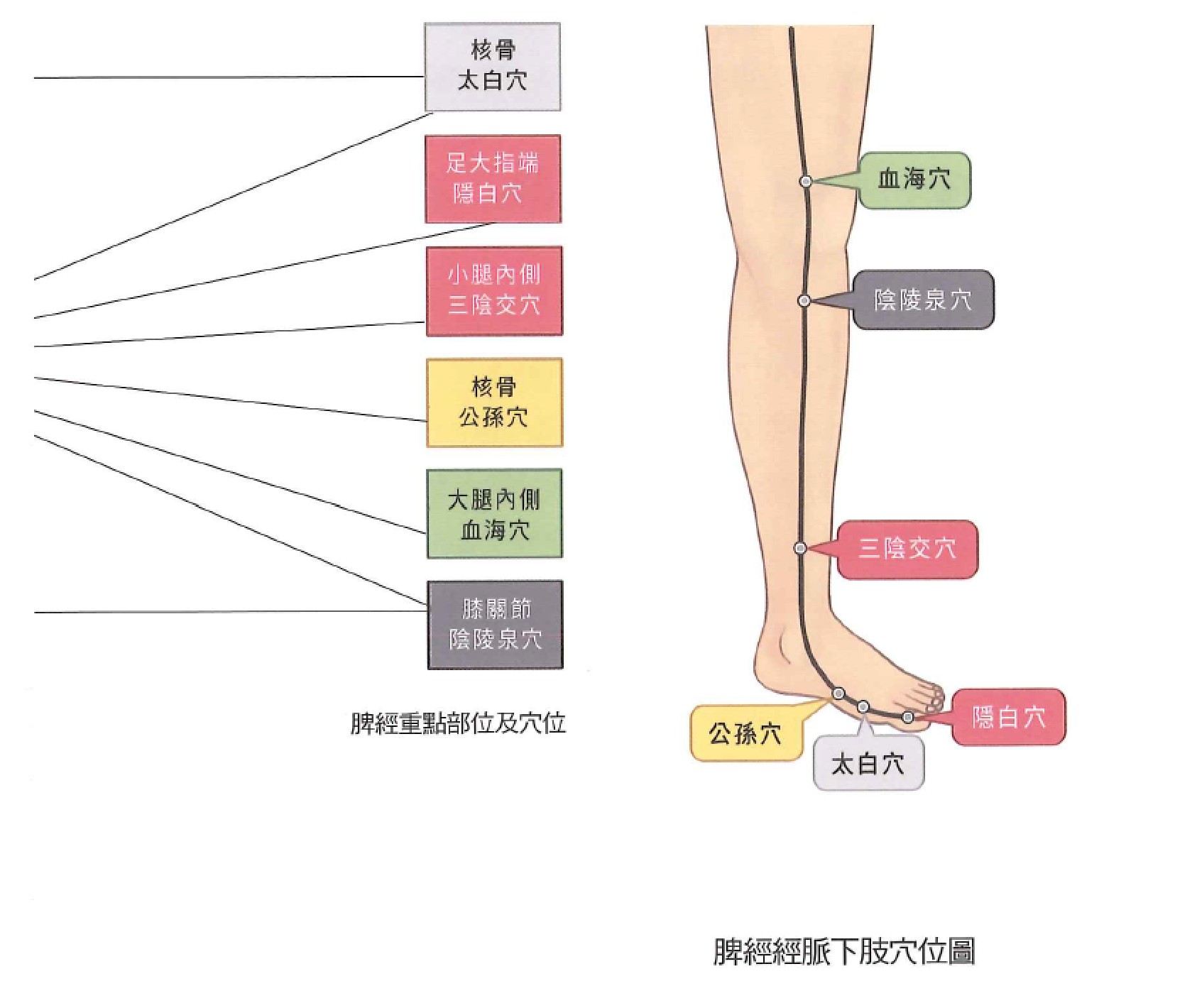 足太阴脾经示意图 4
